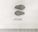 Click for 1 image(s) for this accession. FRUIT